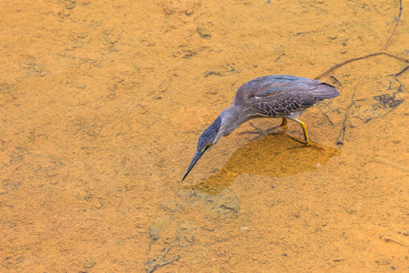 A small blue Heron stares intently at its next meal の写真素材