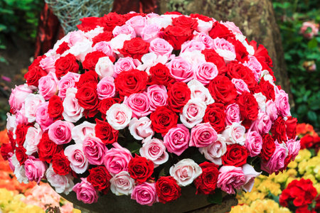 A large ball shaped bouquet of red, white and pink rosesの写真素材