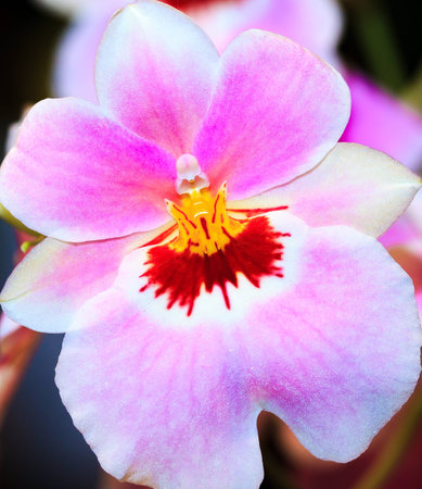A close up of the "Miltonia, In the Pink" strain of the Miltoniopsis orchidの写真素材