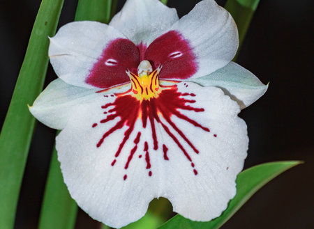 A close up of the Miltonia Maui Mist strain of the Miltoniopsis Orchidの写真素材