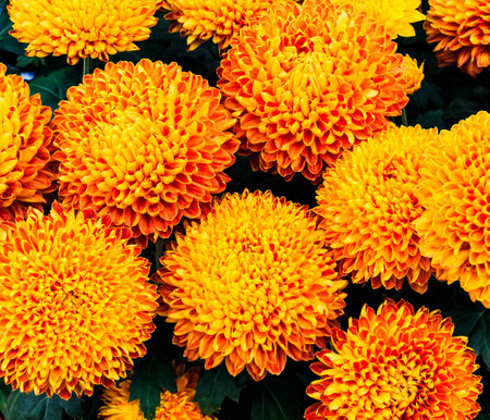 A cluster of ball shaped, orange chrysanthemums in full bloom