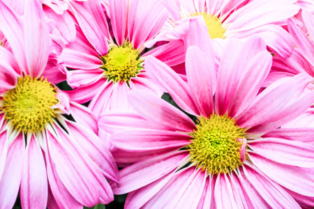 A close up of a bunch of wild pink daisies.