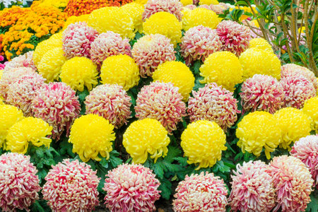 A cone shaped arrangement of yellow, white and purple chrysanthemum flowers.の写真素材