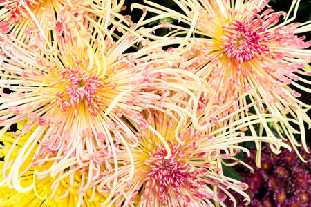 Close up of thin pedal yellow garden chrysanthemumsの写真素材