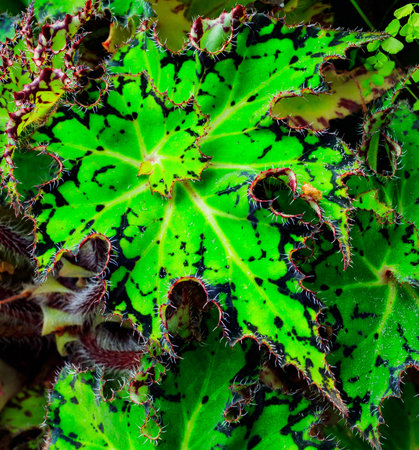 A spiralling leaf with white thorns around around the edgesの写真素材