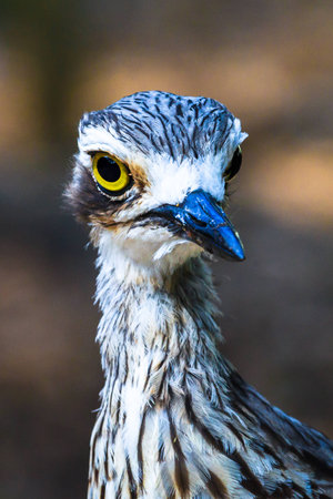 Close up of an Australian Bush Stone Curlew bird.の写真素材