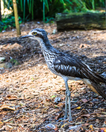 Close up of an Australian Bush Stone Curlew bird.の写真素材