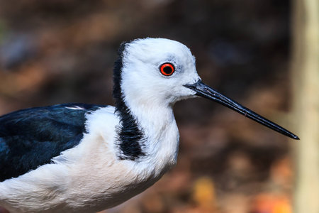 Close up of a young Australian Banded Stilt.の写真素材