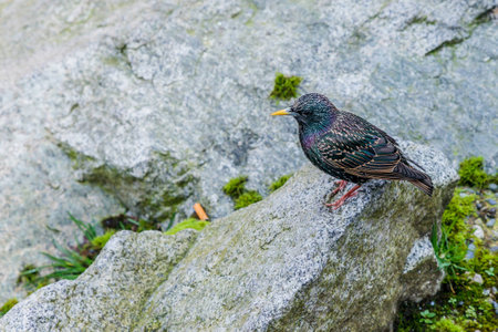 A European Starling standing on a rock. Yellow beak indicating mating season.の写真素材