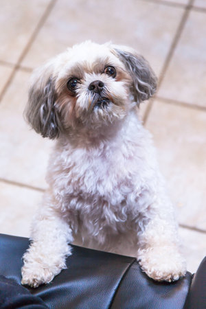 Close up of an inquisitive Shitzu dog.の写真素材