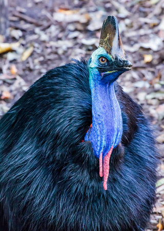 Close up of a Cassowary looking up at you.の写真素材