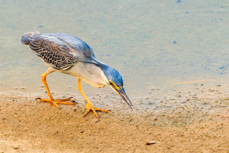 A Striated Heron successful catching its' prey along the river bank.