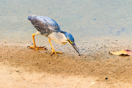 A Striated Heron successful catching its' prey along the river bank.の写真素材