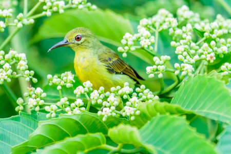 A female brown neck sunbird hunched behind a leafの写真素材