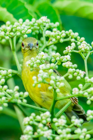 A female brown neck sunbird hunched behind a leafの写真素材