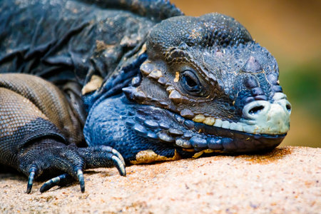 Close up of a Rhinoceros Iguana basking in the sun