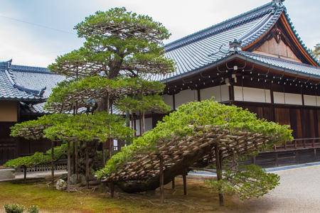 A large bonsai tree in front of a shrine near the Golden Pavilion in Kyoto, Japan.のeditorial素材