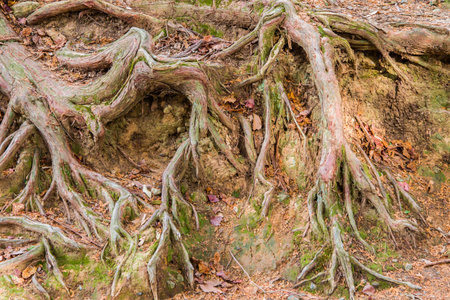 Close up an ancient tree in Japan revealing its texturesの写真素材