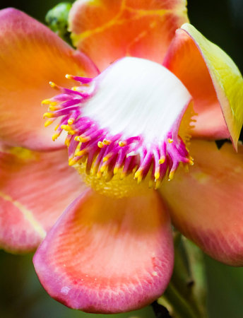 Closeup of a single cannonball flower in full bloom at the end of a twig.の写真素材