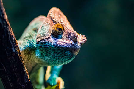 A green chameleon peering from behind a branch.の写真素材