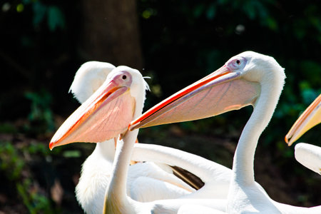 Close up shots of great white pelicansの写真素材
