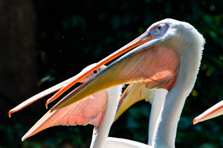 Close up shots of great white pelicansの写真素材