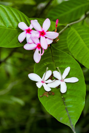The life cycle of a flowering plant, from bud to bloom to shedding of the flower.の写真素材
