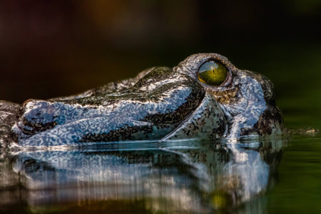 Close up view of a Gharial's eye just above the water line.の写真素材