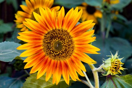 Close up of a colorful sunflowerの写真素材