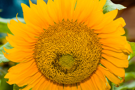 Close up of a colorful sunflowerの写真素材