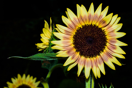 Close up of a colorful sunflowerの写真素材