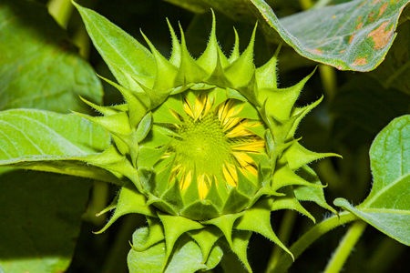 Close up of a green budding sunflower in a gardenの写真素材