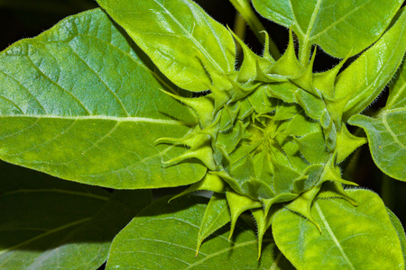 Close up of a green budding sunflower in a gardenの写真素材