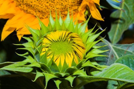 Close up of a green budding sunflower in a gardenの写真素材