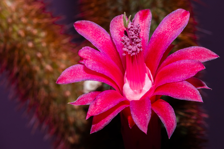Close up of a red and pink cactus flower bloomingの写真素材