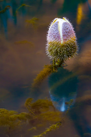 Close up of a white lotus bud about to bloom.の写真素材