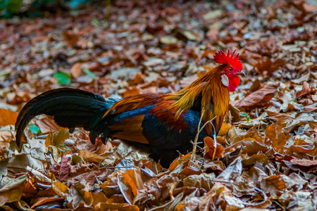 Close up of a wild rooster foraging in the forestの写真素材