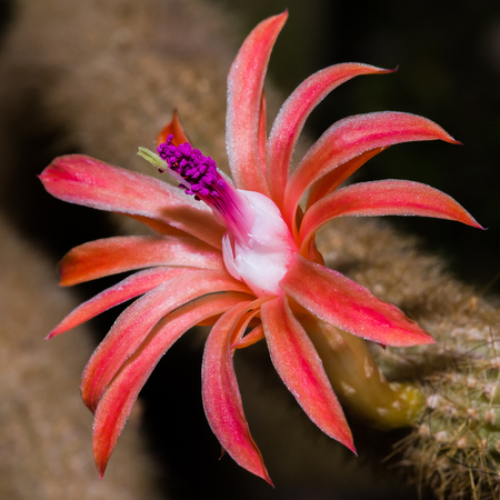 Close up of a red and purple cactus flower bloomingの写真素材