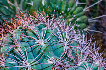 Close up of clusters of spines and needles of a cactusの写真素材