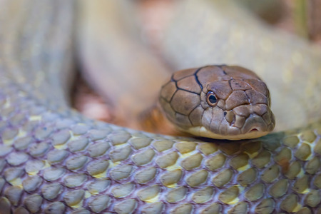 Close up of a coiling King Cobra making eye contact.の写真素材