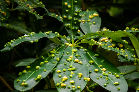 Close up of tree leaves covered in yellow and green gallsの写真素材