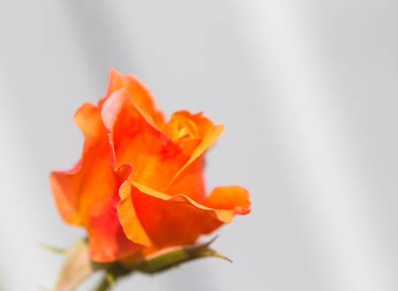 Yellow-orange rose on a gray background. Close up, small depth of sharpness, copyspace rightの写真素材