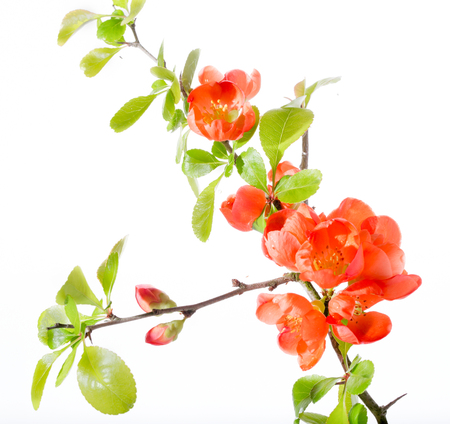Branch with red flowers of the Japanese quince. It is isolated on white, a close up, small depth of sharpnessの写真素材