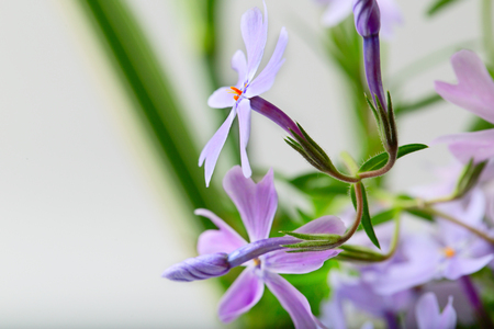 Small lilac flowers on a light white background. Close up, small depth of sharpnessの写真素材