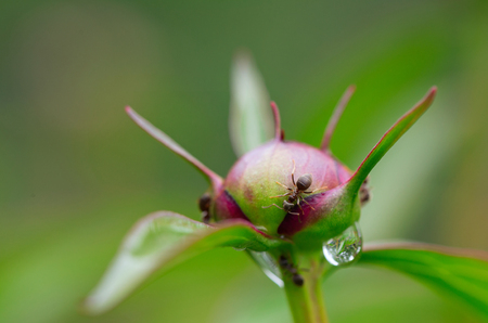 Ants on a peony bud. Close up, small depth of sharpnessの写真素材