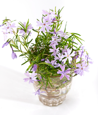 Bouquet of small lilac flowers on a white background. Close up, small depth of sharpnessの写真素材