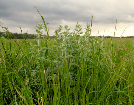 The field with a nekosheny grass in cloudy weather. Summer, on the horizon the wood, the sky in gray-blue clouds is visibleの写真素材