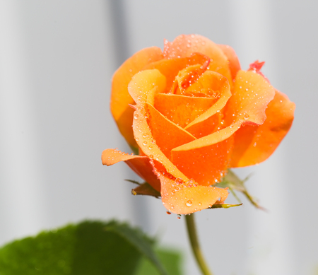 Yellow rose with water drops. A close up, small depth of sharpness, green foliage against the background ofの写真素材