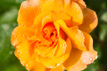 Yellow rose with water drops. A close up, small depth of sharpness, green foliage against the background ofの写真素材