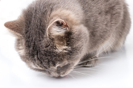 The gray cat has inclined the head and something smells. It is isolated on a white background, the small depth of sharpness, a close up, an eye of a cat it isn't visibleの写真素材